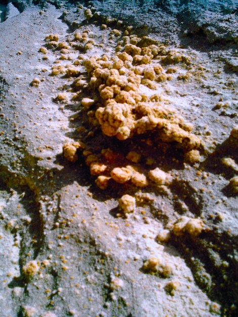 The “rock hill” was covered in tiny “stone zits.” 