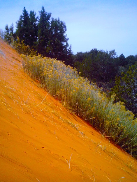 Like how is this stuff growing on slanted sand?! 