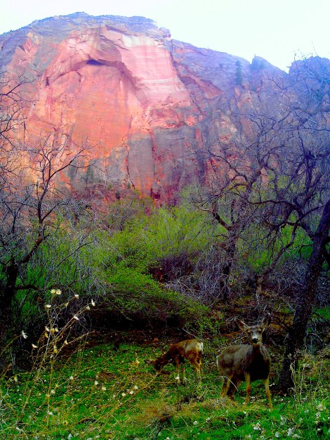 The deer had no idea they were in one of the most gorgeous places on earth. 