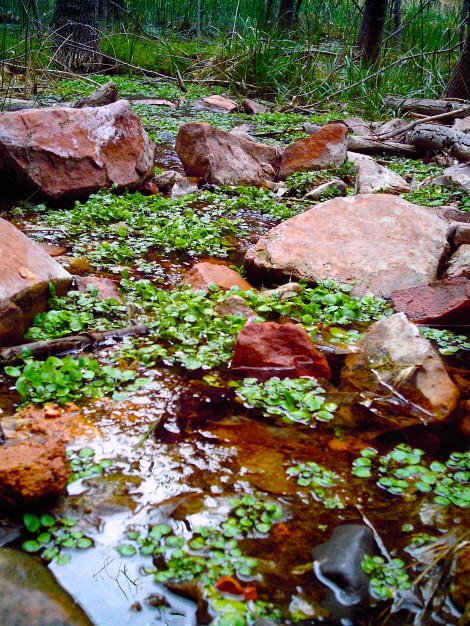 Every time I encountered a swamp area, I was all, “What? This is a desert, man.” 