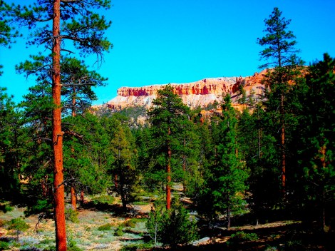 At the top of the canyon, it looked to be filled with shrubs. Turns out they were TALL trees!