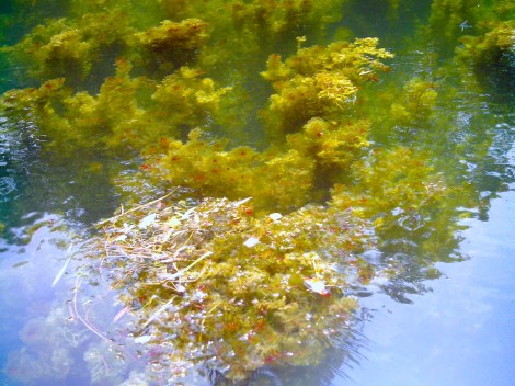 The afternoon light lit up the seaweed.