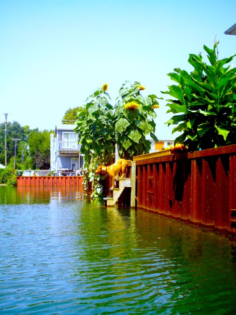 There were actually quite a lot of dogs there but this guy was the nicest one.