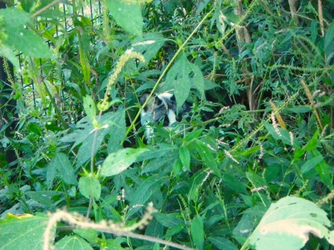 This little fox was GORGEOUS but he was so shy! 