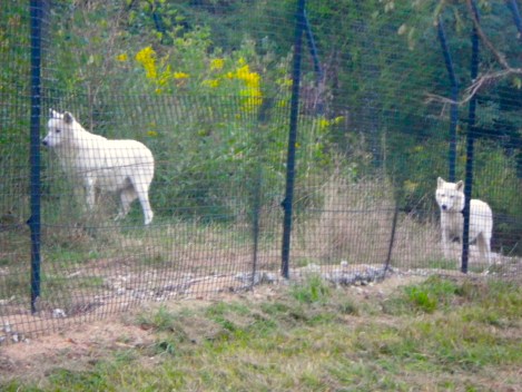 All the wolves were paired up. It was cute! 