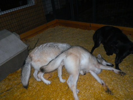 Wolf puppies! These guys NEVER slowed down. 