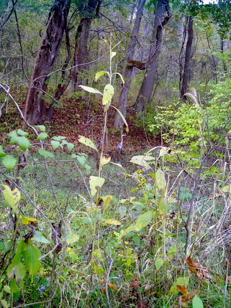 A heron. I bet this place is gorgeous in the fall and spring. 